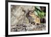 Eastern Chipmunk-Gary Carter-Framed Photographic Print