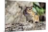 Eastern Chipmunk-Gary Carter-Mounted Photographic Print