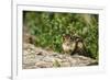 Eastern Chipmunk-Gary Carter-Framed Photographic Print