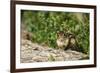 Eastern Chipmunk-Gary Carter-Framed Photographic Print