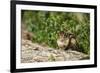 Eastern Chipmunk-Gary Carter-Framed Photographic Print