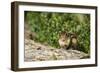 Eastern Chipmunk-Gary Carter-Framed Photographic Print