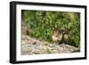 Eastern Chipmunk-Gary Carter-Framed Photographic Print