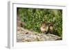 Eastern Chipmunk-Gary Carter-Framed Photographic Print