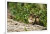 Eastern Chipmunk-Gary Carter-Framed Photographic Print