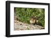 Eastern Chipmunk-Gary Carter-Framed Photographic Print