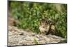 Eastern Chipmunk-Gary Carter-Mounted Photographic Print