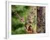 Eastern Chipmunk-Gary Carter-Framed Photographic Print