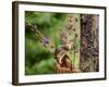 Eastern Chipmunk-Gary Carter-Framed Photographic Print