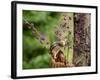 Eastern Chipmunk-Gary Carter-Framed Photographic Print