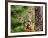 Eastern Chipmunk-Gary Carter-Framed Photographic Print