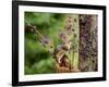 Eastern Chipmunk-Gary Carter-Framed Photographic Print