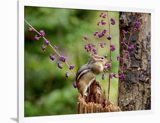 Eastern Chipmunk-Gary Carter-Framed Photographic Print