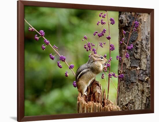 Eastern Chipmunk-Gary Carter-Framed Photographic Print