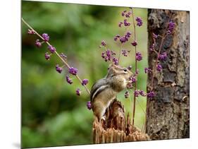 Eastern Chipmunk-Gary Carter-Mounted Photographic Print