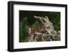 Eastern Chipmunk-Gary Carter-Framed Photographic Print