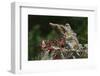 Eastern Chipmunk-Gary Carter-Framed Photographic Print