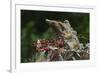 Eastern Chipmunk-Gary Carter-Framed Photographic Print