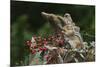 Eastern Chipmunk-Gary Carter-Mounted Photographic Print