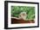 Eastern Chipmunk-Gary Carter-Framed Photographic Print