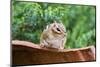 Eastern Chipmunk-Gary Carter-Mounted Photographic Print