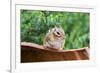 Eastern Chipmunk-Gary Carter-Framed Photographic Print