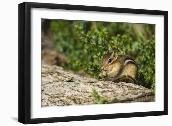 Eastern Chipmunk-Gary Carter-Framed Photographic Print