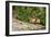 Eastern Chipmunk-Gary Carter-Framed Photographic Print