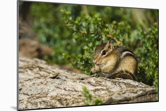 Eastern Chipmunk-Gary Carter-Mounted Photographic Print