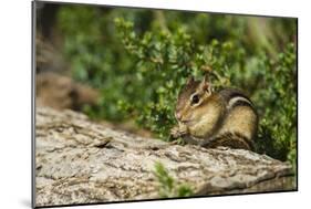 Eastern Chipmunk-Gary Carter-Mounted Photographic Print