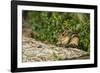 Eastern Chipmunk-Gary Carter-Framed Photographic Print