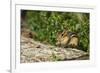 Eastern Chipmunk-Gary Carter-Framed Photographic Print