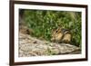 Eastern Chipmunk-Gary Carter-Framed Photographic Print