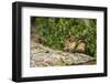 Eastern Chipmunk-Gary Carter-Framed Photographic Print