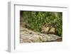 Eastern Chipmunk-Gary Carter-Framed Photographic Print