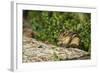 Eastern Chipmunk-Gary Carter-Framed Photographic Print