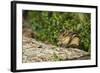 Eastern Chipmunk-Gary Carter-Framed Photographic Print