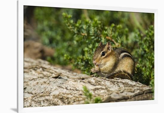 Eastern Chipmunk-Gary Carter-Framed Photographic Print