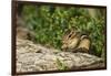 Eastern Chipmunk-Gary Carter-Framed Photographic Print