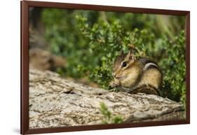 Eastern Chipmunk-Gary Carter-Framed Photographic Print