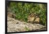 Eastern Chipmunk-Gary Carter-Framed Photographic Print