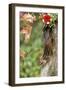 Eastern Chipmunk-Gary Carter-Framed Photographic Print