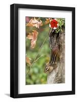 Eastern Chipmunk-Gary Carter-Framed Photographic Print