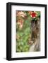 Eastern Chipmunk-Gary Carter-Framed Photographic Print