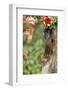 Eastern Chipmunk-Gary Carter-Framed Photographic Print