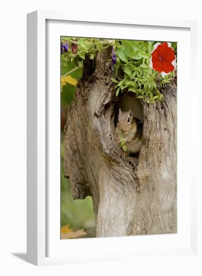 Eastern Chipmunk-Gary Carter-Framed Photographic Print