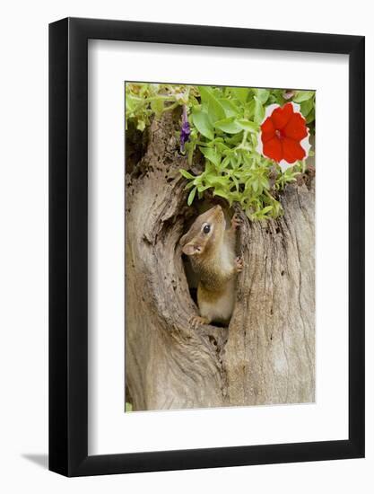 Eastern Chipmunk-Gary Carter-Framed Photographic Print