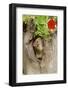 Eastern Chipmunk-Gary Carter-Framed Photographic Print