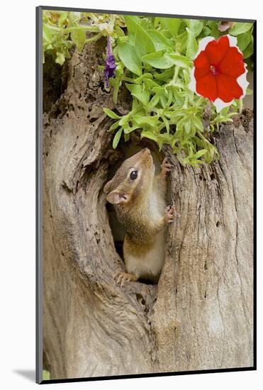 Eastern Chipmunk-Gary Carter-Mounted Photographic Print