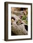 Eastern Chipmunk-Gary Carter-Framed Photographic Print